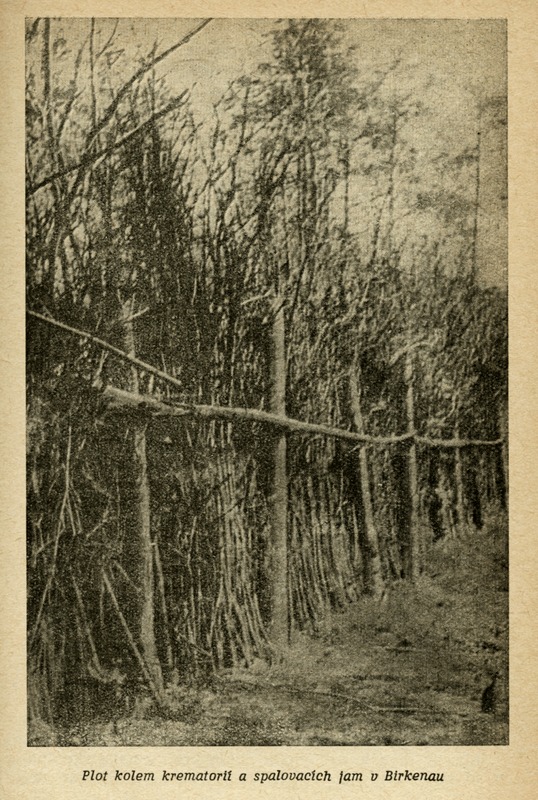 Image 383.tif