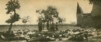 Image 15.tif