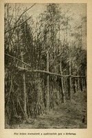 Image 383.tif