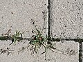 Eragrostis minor