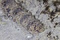 * Nomination: Stubborn sea cucumber (Holothuria pervicax), Zanzibar, Tanzania --Poco a poco 07:51, 3 April 2025 (UTC) * * Review needed