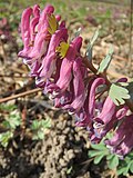 falsch bestimmt; das ist Corydalis solida