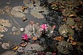 * Nomination: Flower is a symbol of peaceI, the copyright holder of this work, hereby publish it under the following license:This media has been uploaded as a part of Project Korikath --A S M Jobaer 06:55, 29 March 2025 (UTC) * * Review needed