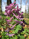 falsch bestimmt; das ist Corydalis solida