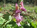 falsch bestimmt; das ist Corydalis solida