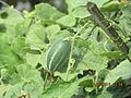Pointed gourd
