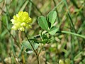 Trifolium campestre