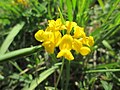wahrscheinlicher Hippocrepis comosa