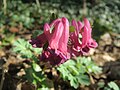 falsch bestimmt; das ist Corydalis solida