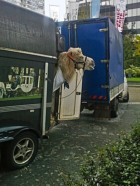 The camel will play in a movie.
