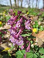 falsch bestimmt; das ist Corydalis solida