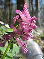falsch bestimmt; das ist Corydalis solida