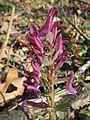 falsch bestimmt; das ist Corydalis solida