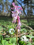 korrekt bestimmt; dies ist Corydalis cava