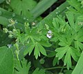 Geranium pusillum