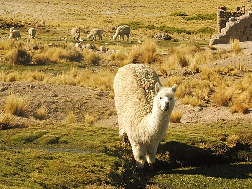 An alpaca grazing in the Salinas y Aguada Blanca National Reserve