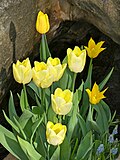 * Nomination Tulips on Yelagin Island, Saint Petersburg, Russia. --Екатерина Борисова 01:44, 2 April 2025 (UTC) * Promotion  Support Good quality. --Johann Jaritz 02:39, 2 April 2025 (UTC)