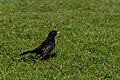 * Nomination: Male blackbird (Turdus merula), Calouste Gulbenkian Garden, Lisbon, Portugal (by Julesvernex2) --Sebring12Hrs 19:18, 27 March 2025 (UTC) * * Review needed