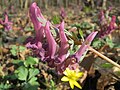 falsch bestimmt; das ist Corydalis solida