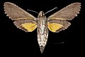 * Nomination Isognathus scyron - Ventral side. By User:Archaeodontosaurus --Olivier LPB 09:52, 2 April 2025 (UTC) * Promotion  Support Good quality. --Ercé 10:58, 2 April 2025 (UTC)