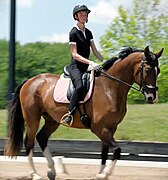 Model, equestrian Willow Hand