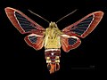 * Nomination Hemaris gracilis - Dorsal side. By User:Archaeodontosaurus --Olivier LPB 11:00, 3 April 2025 (UTC) * Promotion  Support Good quality. --Poco a poco 15:36, 3 April 2025 (UTC)