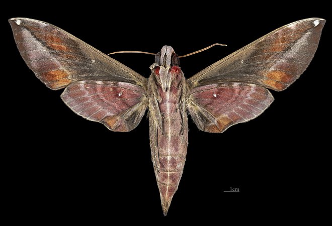 Female ventral