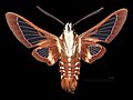 * Nomination Hemaris gracilis - Ventral side. By User:Archaeodontosaurus --Olivier LPB 11:00, 3 April 2025 (UTC) * Promotion  Support Good quality. --Petro Stelte 13:52, 3 April 2025 (UTC)
