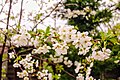 * Nomination: Cherry blossom, prunus in flower, Turkey. Kızıl 14:21, 1 April 2025 (UTC) * * Review needed