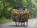 * Nomination: Farmers carry their pineapples to the market on bicycles to sell in Madhupur, Tangail, Bangladesh. By User:Muhammad Amdad Hossain --Wasiul Bahar 09:24, 30 March 2025 (UTC) * * Review needed