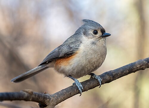 Tufted titmouse