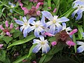 Scilla, evtl. S. forbesii (früher Chionodoxa forbesii), nicht Scilla bifolia