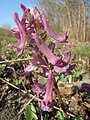 falsch bestimmt; das ist Corydalis solida