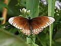 * Nomination: Open wing of Papilio clytia Linnaeus, 1758 - Common Mime sucking nectar from Chromolaena odorata. By User:Rijuroy89 --Atudu 06:45, 30 March 2025 (UTC) * * Review needed