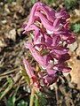 falsch bestimmt; das ist Corydalis solida