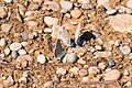 * Nomination Common Blues in the nature reserve Südliche Fröttmaninger Heide --FlocciNivis 16:35, 1 April 2025 (UTC) * Promotion  Support Good quality. --Plozessor 02:43, 2 April 2025 (UTC)