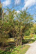 * Nomination Deutzia scabra in the University of Ljubljana Botanical Garden, Slovenia. --Tournasol7 05:54, 3 April 2025 (UTC) * Promotion Good quality. --Jacek Halicki 06:35, 3 April 2025 (UTC)