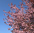 * Nomination: Myrobalan plum (Prunus cerasifera) in Colmar (Haut-Rhin, France). --Gzen92 16:12, 28 March 2025 (UTC) * * Review needed