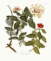 Lonicera periclymenum (Zeichnung)