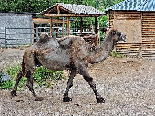 Bactrian camel in the zoo