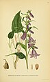 Campanula rapunculoides