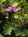 Geranium molle