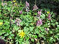 falsch bestimmt; das ist Corydalis solida