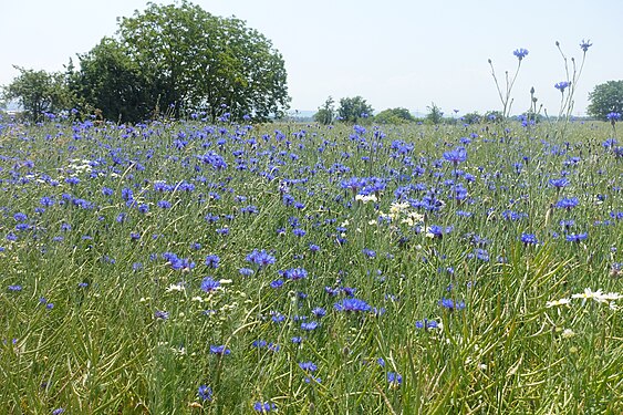 Meadow with cornflowers near Allmannsweier, Germany