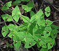 * Nomination: Sweet spurge (Euphorbia dulcis) --Robert Flogaus-Faust 15:58, 28 March 2025 (UTC) * * Review needed