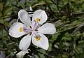 * Nomination: Dietes iridioides. - Orange County, Southern California --Sabalo22 18:16, 31 March 2025 (UTC * Review There is a white line at the top and right. --Petro Stelte 18:21, 31 March 2025 (UTC)  Comment Uploaded a new version. Thank you for pointing this out. --Sabalo22 18:54, 31 March 2025 (UTC)