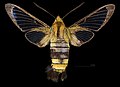 * Nomination: Hemaris saundersii - Dorsal side. By User:Archaeodontosaurus --Olivier LPB 11:00, 3 April 2025 (UTC) * * Review needed