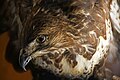 * Nomination: Common buzzard in the Pietro Doderlein zoological museum in Palermo, Italy. --Phyrexian 20:13, 28 March 2025 (UTC) * * Review needed