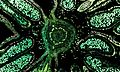 Hazelnut (male flower), overlay of 7 channel autofluorescence microscopy; featured picture