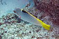 * Nomination Checkerboard wrasse (Halichoeres hortulanus), Zanzibar, Tanzania --Poco a poco 07:51, 3 April 2025 (UTC) * Promotion  Support Good quality. --Petro Stelte 08:06, 3 April 2025 (UTC)